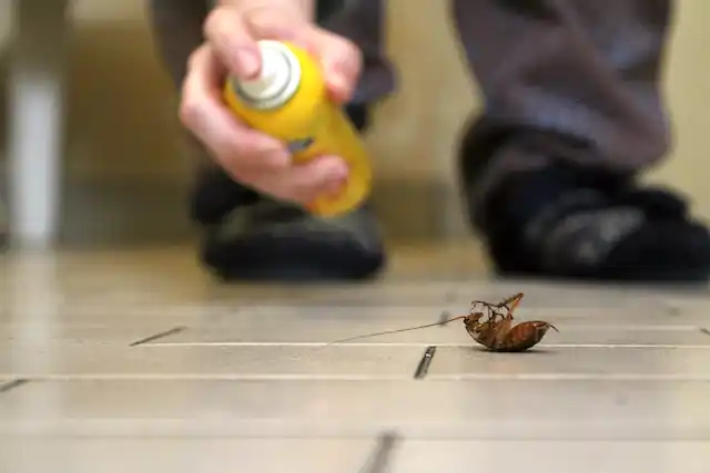 ongediertebestrijding Waspik